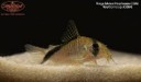 Corydoras mega meta — 3.7